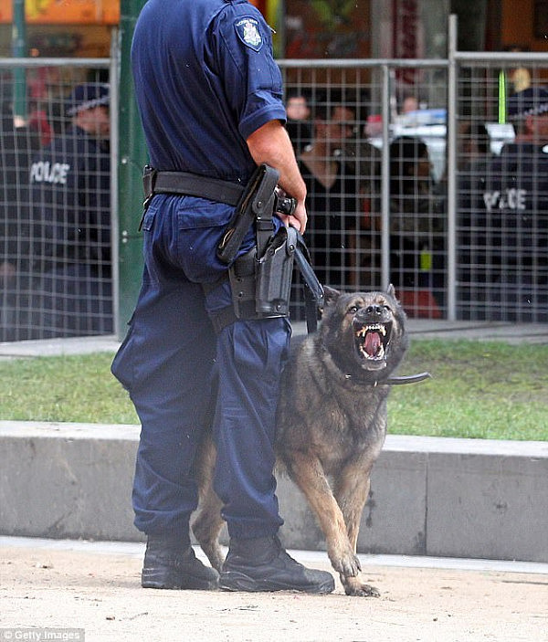 警犬都被“碰瓷”？澳男称遭警犬无辜袭击致就业不顺 要求赔偿近20万澳元！ - 2