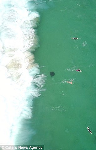 悉尼Bondi海滩惊现剧毒魔鬼鱼！距离冲浪者仅25米远！著名鳄鱼先生就是死于这种鱼！（图） - 3