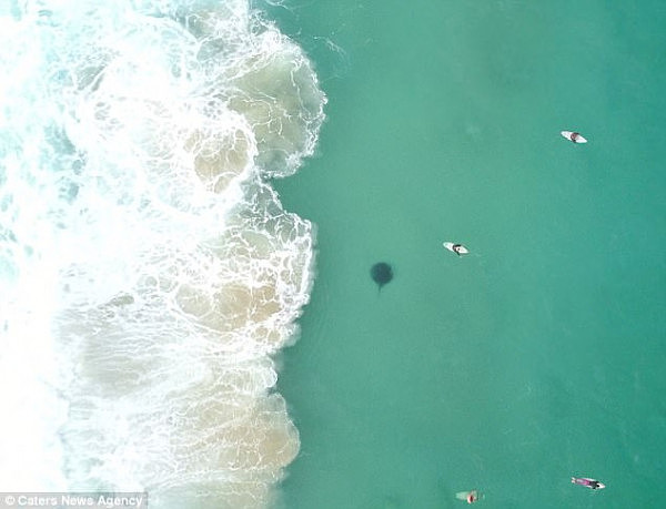 悉尼Bondi海滩惊现剧毒魔鬼鱼！距离冲浪者仅25米远！著名鳄鱼先生就是死于这种鱼！（图） - 1