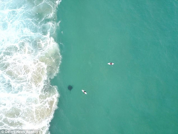 悉尼Bondi海滩惊现剧毒魔鬼鱼！距离冲浪者仅25米远！著名鳄鱼先生就是死于这种鱼！（图） - 2