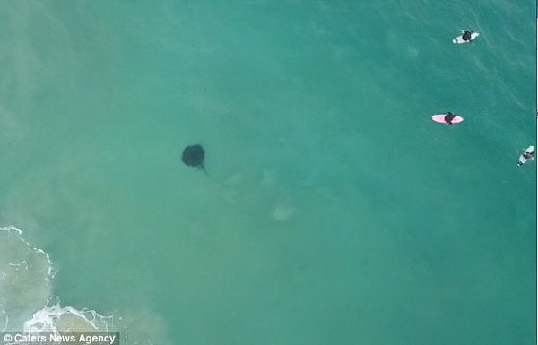 悉尼Bondi海滩惊现剧毒魔鬼鱼！距离冲浪者仅25米远！著名鳄鱼先生就是死于这种鱼！（图） - 4