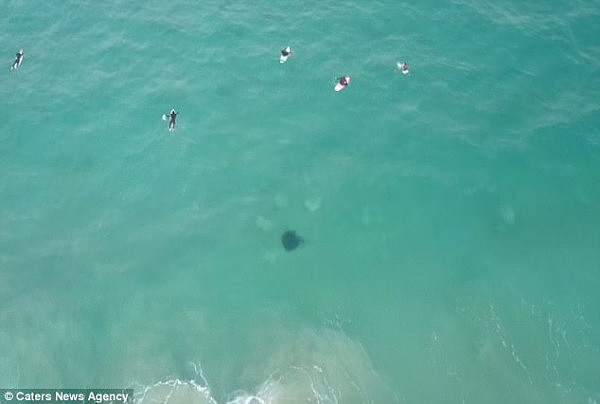 悉尼Bondi海滩惊现剧毒魔鬼鱼！距离冲浪者仅25米远！著名鳄鱼先生就是死于这种鱼！（图） - 5