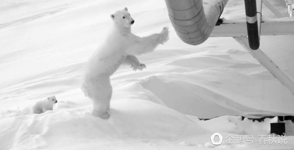 怀孕北极熊母子把家安在大桥下 炼油公司封桥保护（组图） - 4