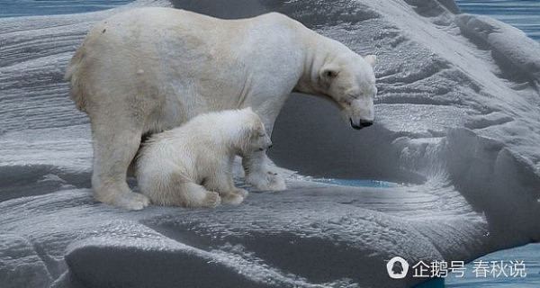 怀孕北极熊母子把家安在大桥下 炼油公司封桥保护（组图） - 3