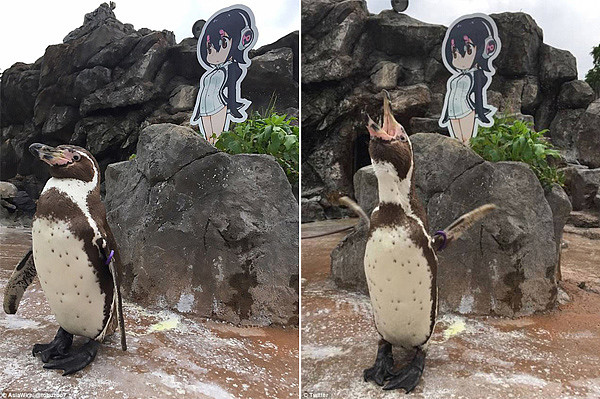 日动物园雄企鹅遭“劈腿”后爱上硬纸板动漫女孩（组图） - 2