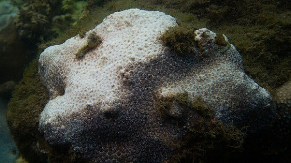 大堡礁正“加速死亡”？白化现象日益严重 澳洲或因此损失数亿澳元旅游收入 - 3