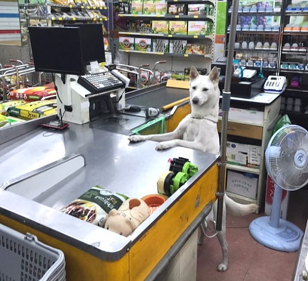 韩国超市惊现“收银狗” 对生意漠不关心一脸闲散（组图） - 2