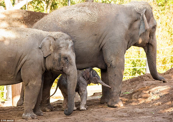 悉尼动物园迎来新生亚洲象宝宝 体重高达130公斤可爱又自信！（视频） - 1