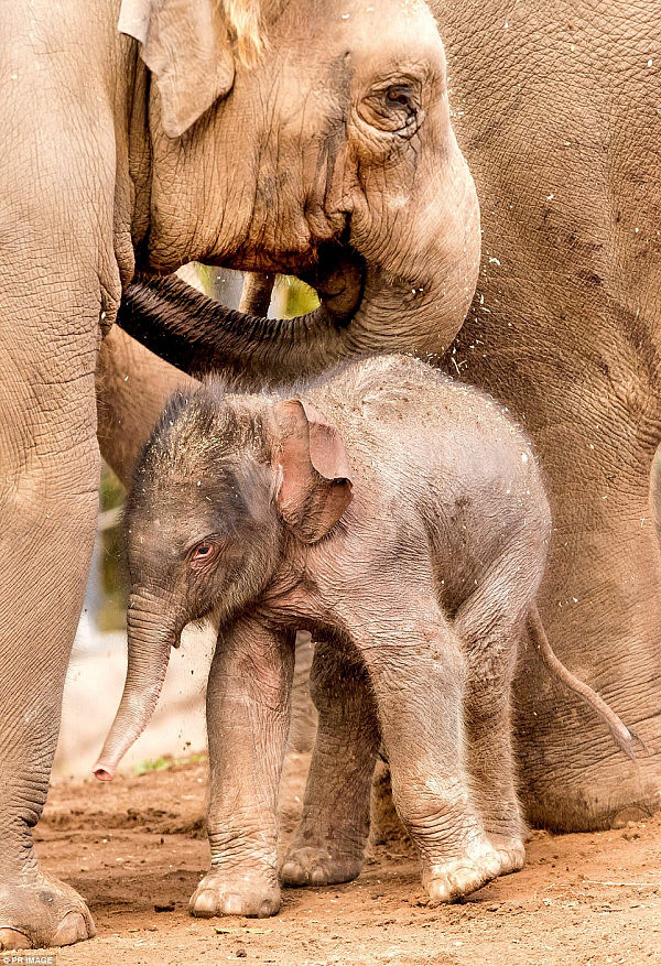 悉尼动物园迎来新生亚洲象宝宝 体重高达130公斤可爱又自信！（视频） - 2