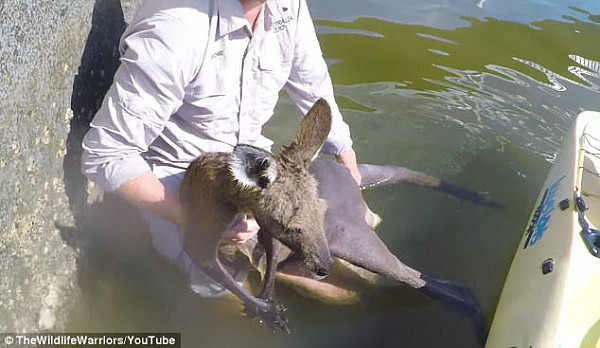 心都化了！澳洲一袋鼠受伤还落水 呆萌趴在皮划艇边缘向人类求助！（视频） - 3