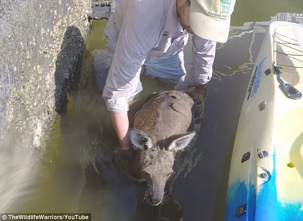 心都化了！澳洲一袋鼠受伤还落水 呆萌趴在皮划艇边缘向人类求助！（视频） - 2