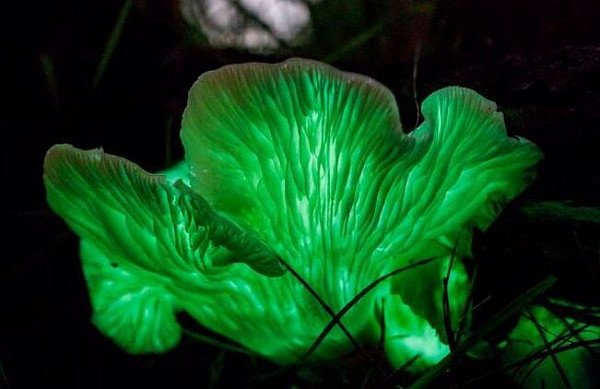 澳摄影师拍到“鬼蘑菇” 黑暗中散发渗人绿光 专家：有毒别吃！（图） - 2