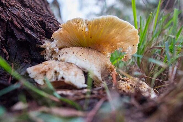 澳摄影师拍到“鬼蘑菇” 黑暗中散发渗人绿光 专家：有毒别吃！（图） - 3