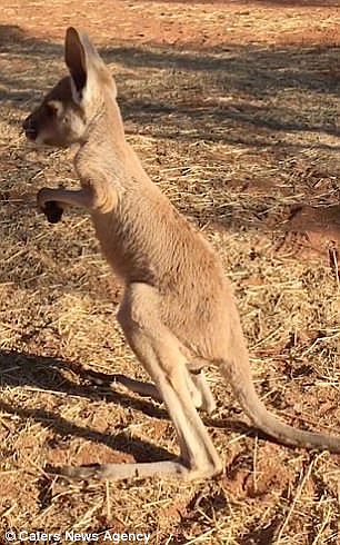 澳纪录片男星当上“袋鼠妈妈“ 六个月大袋鼠宝宝扶其手指站立图片暖化众人！（图） - 3