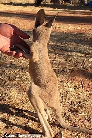 澳纪录片男星当上“袋鼠妈妈“ 六个月大袋鼠宝宝扶其手指站立图片暖化众人！（图） - 4