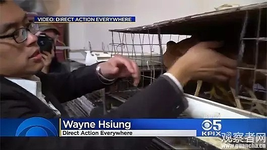 放了那些小鸡鸡！！！唐人街华人店家被围攻 动物保护主义者痛哭流涕“解救”6只鸡后被捕 - 8