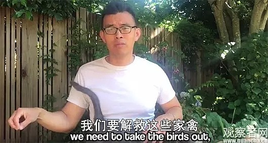放了那些小鸡鸡！！！唐人街华人店家被围攻 动物保护主义者痛哭流涕“解救”6只鸡后被捕 - 14