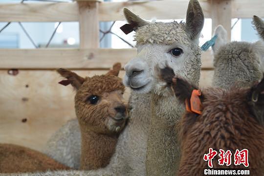 VIP待遇！700头羊驼搭乘包机从澳大利亚来到中国（组图） - 2