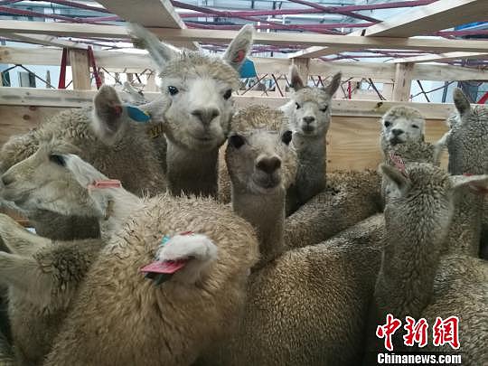 VIP待遇！700头羊驼搭乘包机从澳大利亚来到中国（组图） - 3
