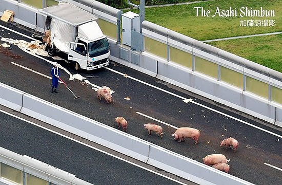 无语！日本19头猪车祸中逃走，高速上走着走着睡着了...（组图） - 1