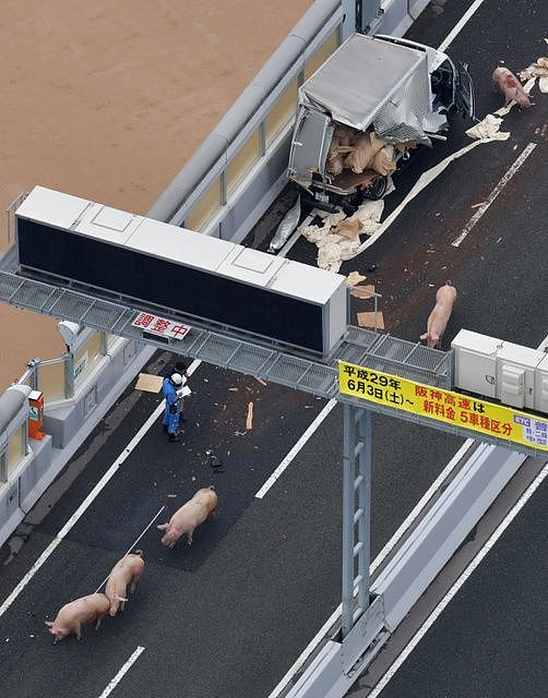 无语！日本19头猪车祸中逃走，高速上走着走着睡着了...（组图） - 2