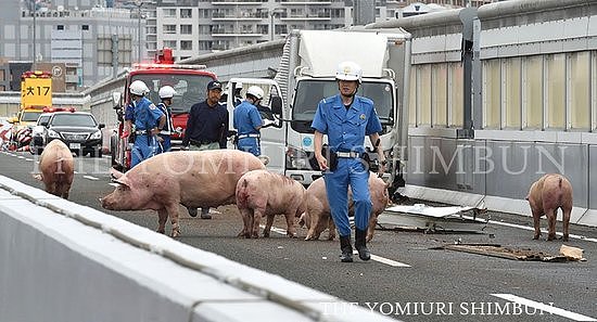 无语！日本19头猪车祸中逃走，高速上走着走着睡着了...（组图） - 3