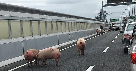 无语！日本19头猪车祸中逃走，高速上走着走着睡着了...（组图） - 5