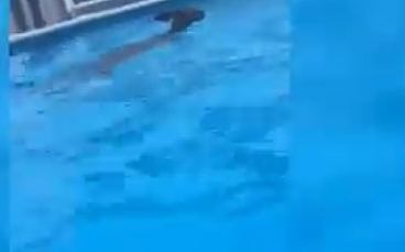 袋鼠游泳也“狗刨”？新州袋鼠闯泳池最后尴尬出不来！（图） - 2