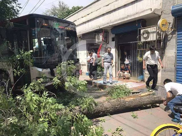 横穿马路害公交撞人撞树，这位老太却想索要赔偿（组图） - 3