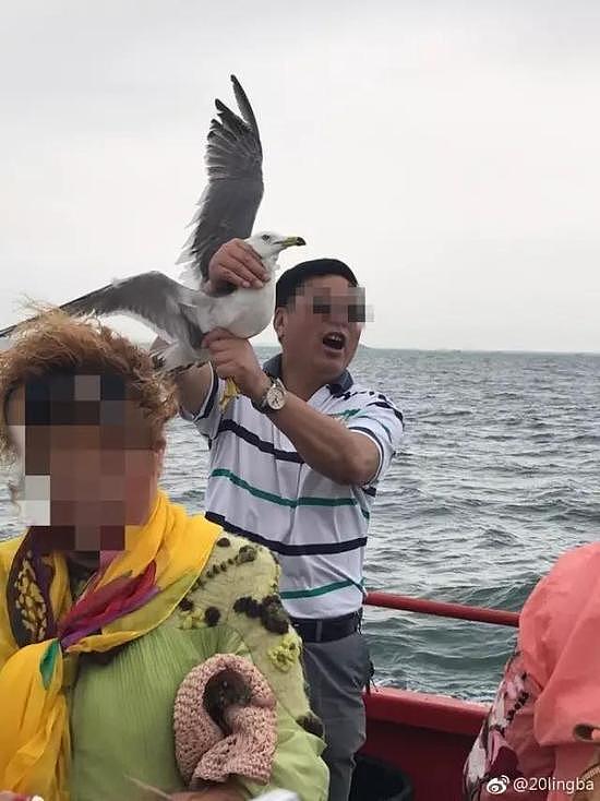 游客利用食物诱捕海鸥强行合影 网友看后愤怒了