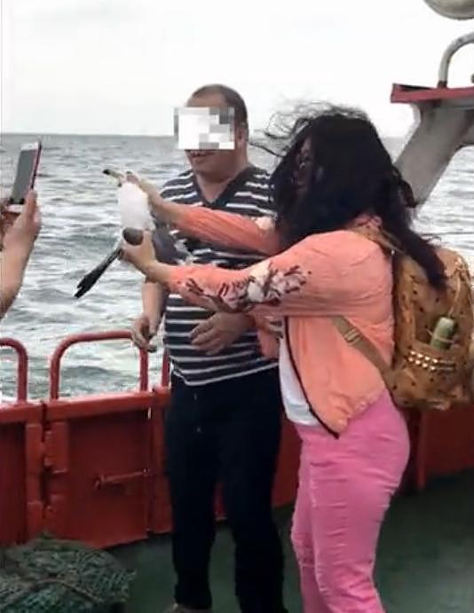游客利用食物诱捕海鸥强行合影 网友看后愤怒了