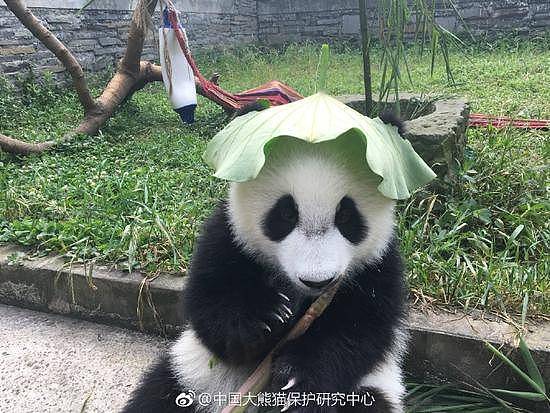大熊猫头戴荷叶 萌到根本把持不住！