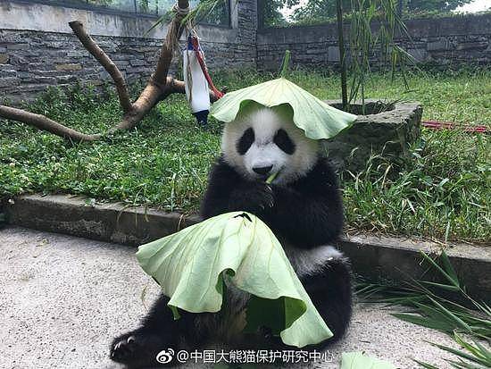 大熊猫头戴荷叶 萌到根本把持不住！