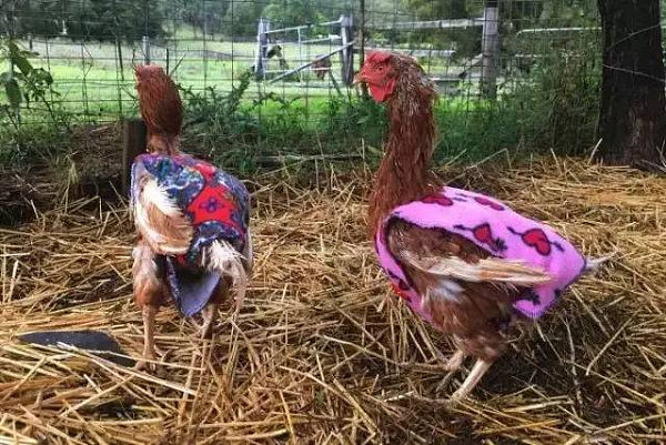 这些澳洲人，居然为一群鸡织了一个冬天的毛衣！鸡：穿上毛衣整个鸡生都不一样了！因为今年是鸡年？这就是澳洲，全世界最爱护动物的国度！ - 1