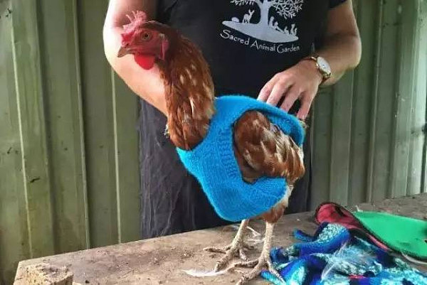 这些澳洲人，居然为一群鸡织了一个冬天的毛衣！鸡：穿上毛衣整个鸡生都不一样了！因为今年是鸡年？这就是澳洲，全世界最爱护动物的国度！ - 2