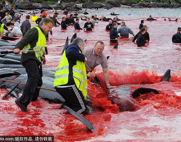 当地时间2017年6月16日，北欧前丹麦殖民地法罗群岛，当地人在海边集体大批捕杀巨头鲸，海水被“染”成红色。据统计，法罗群岛每年宰杀的巨头鲸达950余头，产生鲸肉和鲸脂约500余吨。来源：SIPA