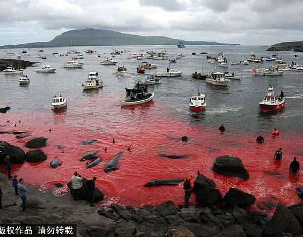 但是，由于每次活动都大量屠杀鲸鱼而染红海水，因此环保团体和动物权益组织对此颇有非议。