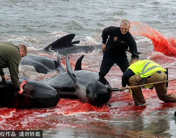 图为岛上居民正在捕杀巨头鲸。