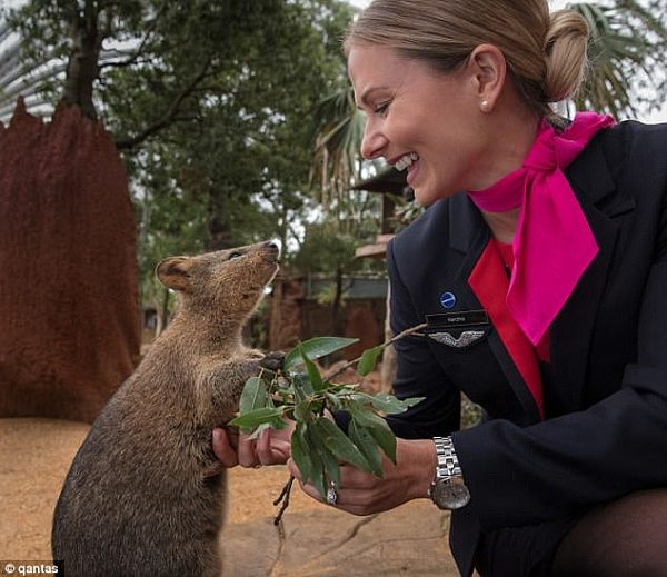 A Qantas air hostess plays with an adorable Quokka, an endangered native animal which can only be found in Western Australia 