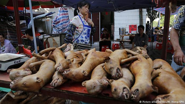 中国玉林狗肉节如期开幕 传统与人道继续掐架(视频) - 1