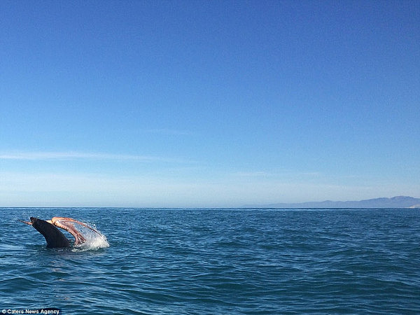 新西兰上演巨型章鱼海豹恶战：”章鱼被撕成碎片（组图） - 4