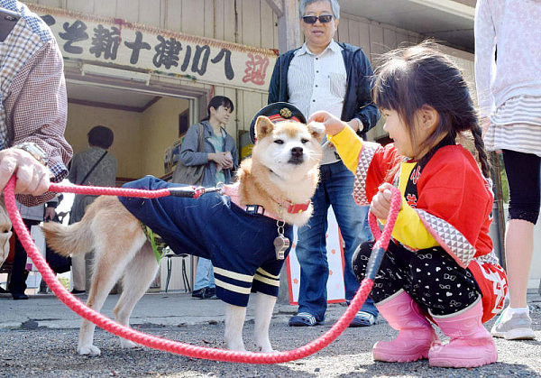 无奇不有！日本呆萌柴犬成火车站长 穿制服值班引迷妹（组图） - 2