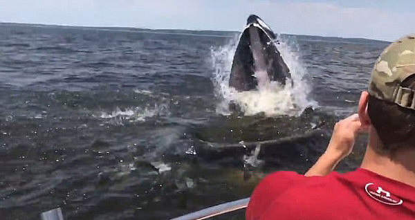 最疯狂的经历！18米长座头鲸从船边跃出水面 吓坏美国男子（视频） - 1