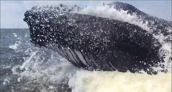 最疯狂的经历！18米长座头鲸从船边跃出水面 吓坏美国男子（视频） - 2