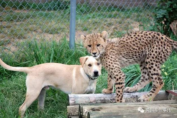 生性羞涩的猎豹，居然也需要撸狗才能涨自信！这画风简直萌炸了啊！ - 3