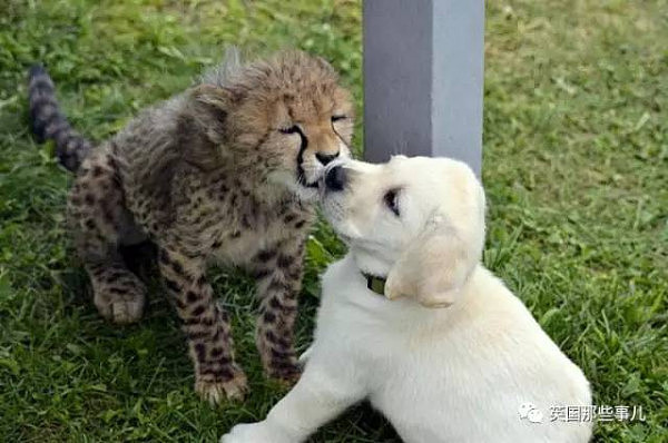 生性羞涩的猎豹，居然也需要撸狗才能涨自信！这画风简直萌炸了啊！ - 4