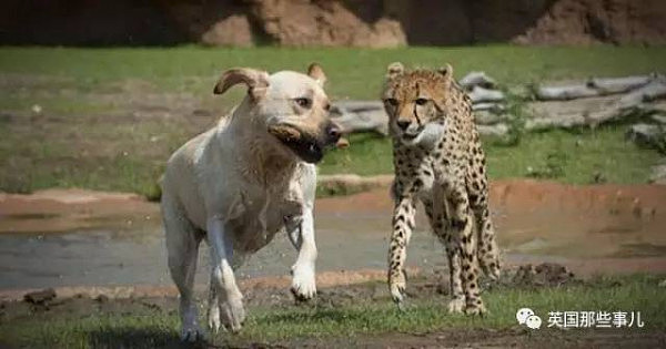 生性羞涩的猎豹，居然也需要撸狗才能涨自信！这画风简直萌炸了啊！ - 9