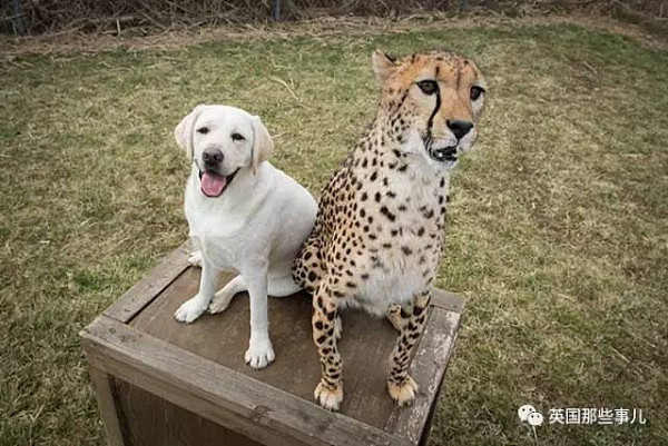 生性羞涩的猎豹，居然也需要撸狗才能涨自信！这画风简直萌炸了啊！ - 12