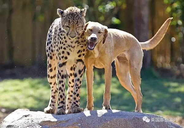 生性羞涩的猎豹，居然也需要撸狗才能涨自信！这画风简直萌炸了啊！ - 13