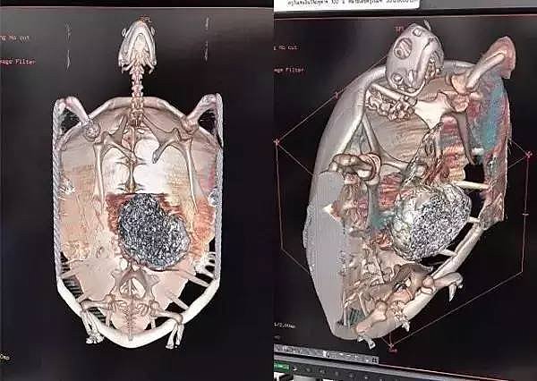 公园内大海龟误吞硬币死亡 或因游客撒币祈福（图） - 5